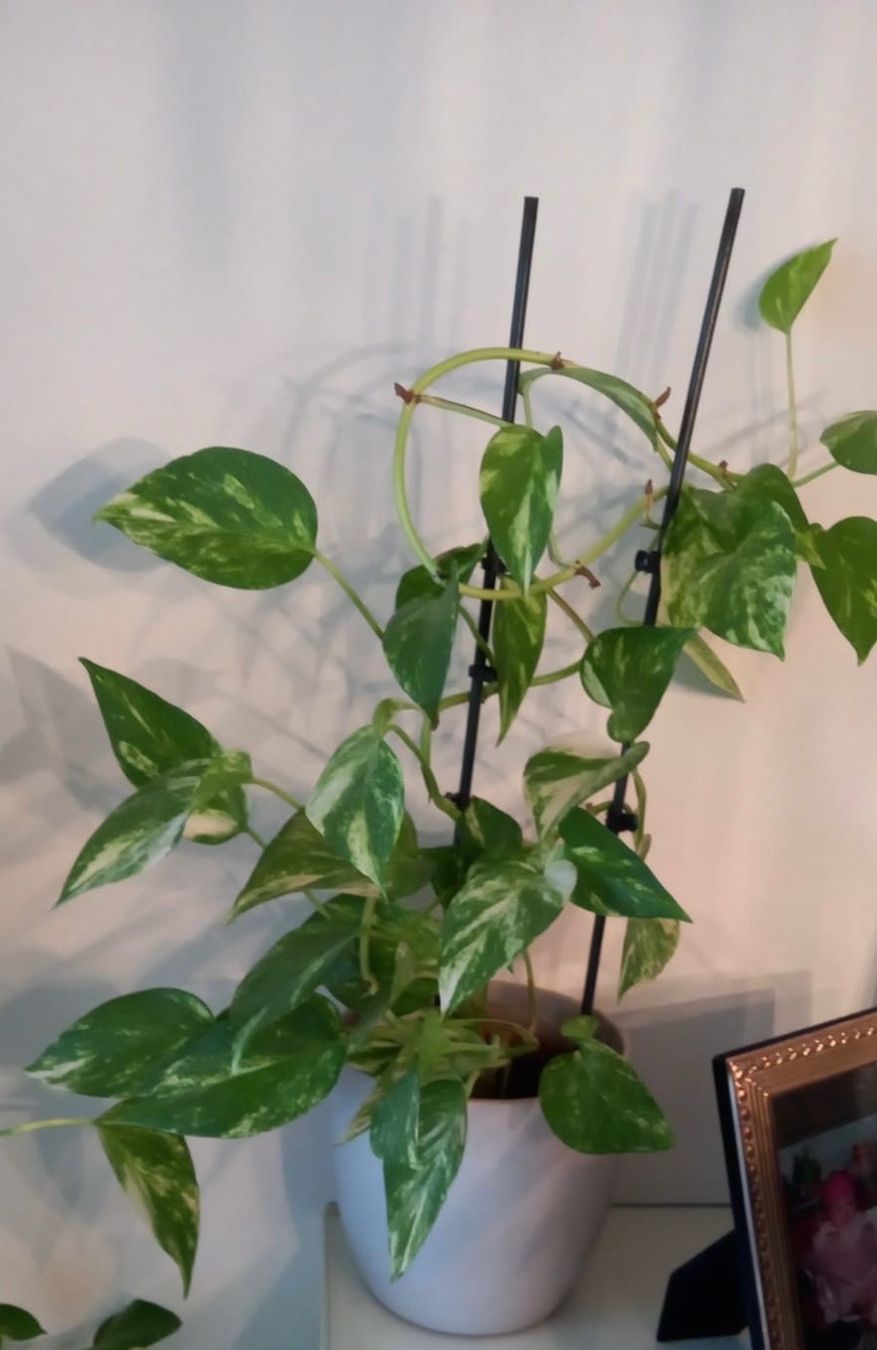 4 x Efeutute Scindapsus Zimmerpflanze m. Kletterhilfe (Neu (gemss  Beschreibung)) in Glattbrugg fr CHF 120  nur Abholung auf Ricardo kaufen