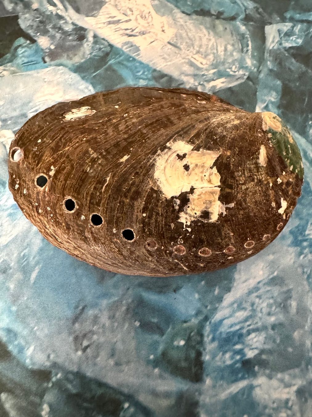 Fossilien: Abalone-Muschel – Neu (gemäss Beschreibung) aus Biberist von Steine 1