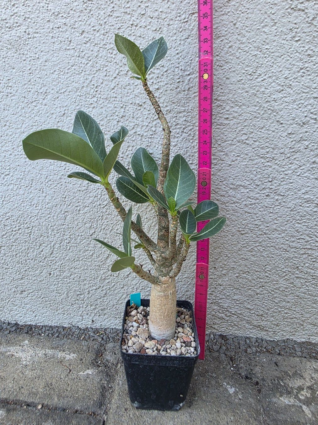 Pflanzen & Samen: Adenium arabicum "Black Hawk" / Wüstenrose – Gebraucht aus Thalheim von silvara01