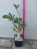 Adenium arabicum "Black Hawk" / Wüstenrose