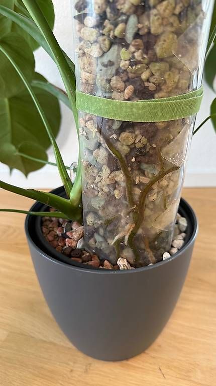 Monstera deliciosa in mineralischem Substrat 1 (Gebraucht) in Aadorf fr  CHF 79  nur Abholung auf Ricardo kaufen