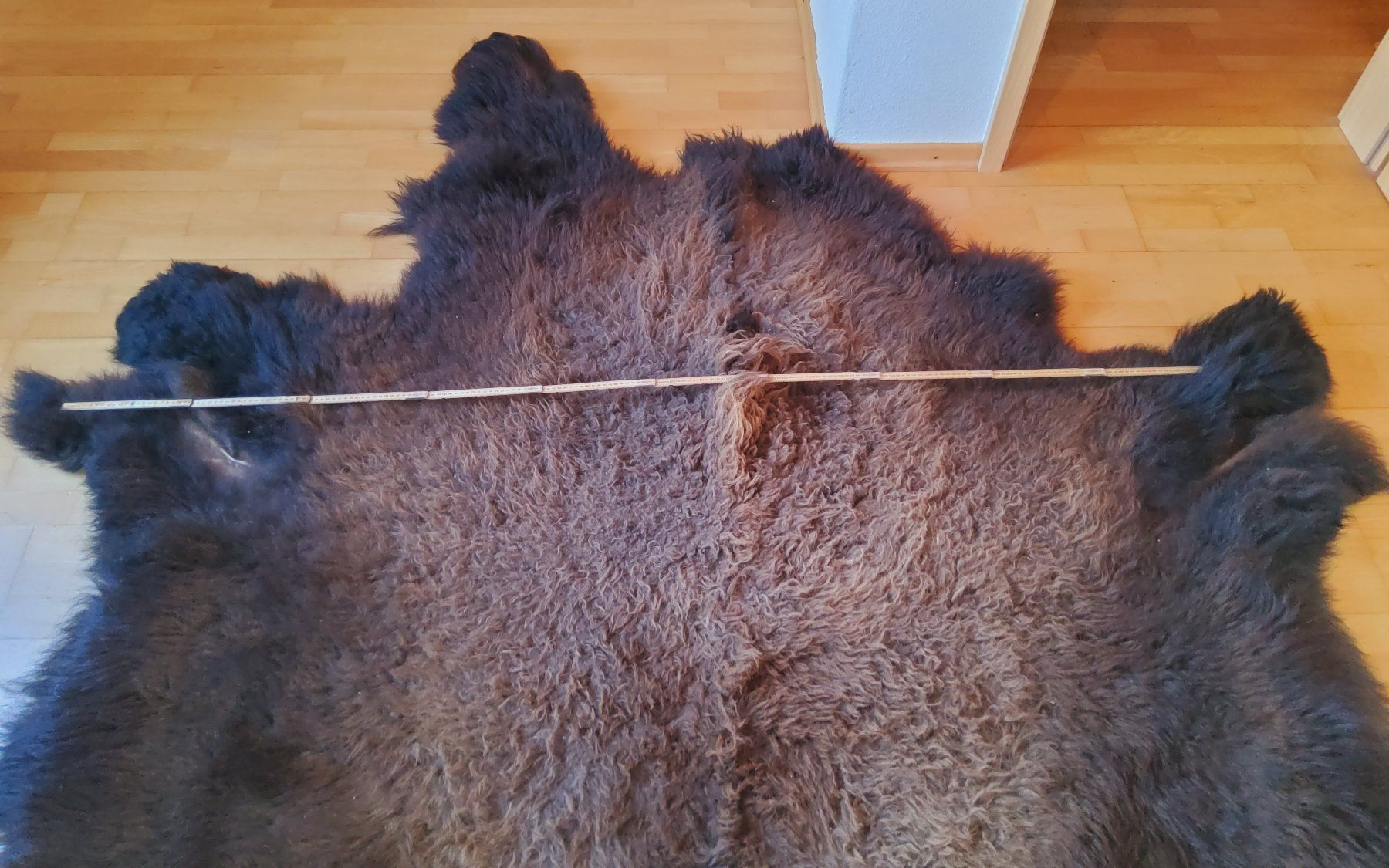 Il mondo degli animali: Bisonfell (Echt) – Nuovo (secondo la descrizione) da Ruggell venduto da Tim-Werk 2