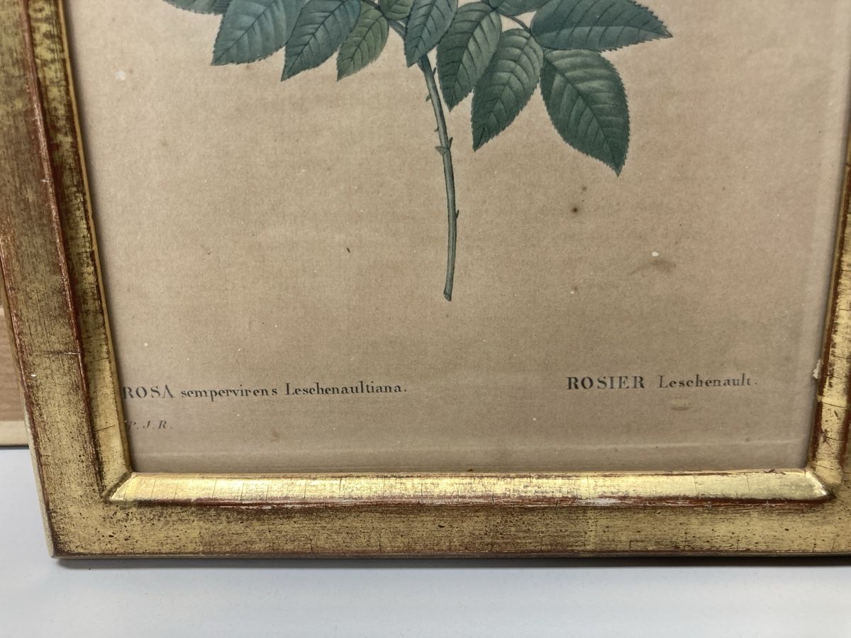 Incisioni: Kupferstich Rosa Centifolia – Usato da Volketswil venduto da Edwiga01 5