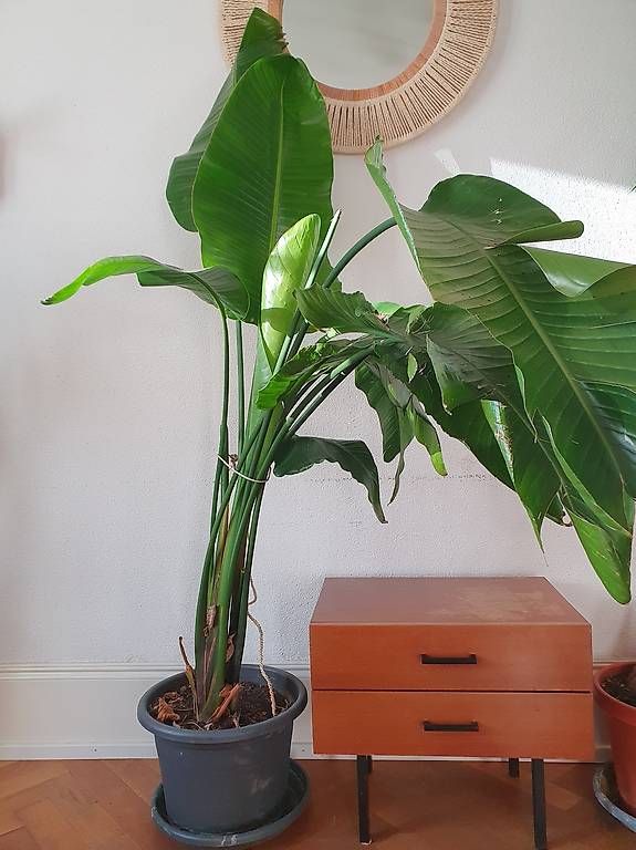 Plantes & graines: Strelitzie  – D'occasion à Olten par stritten 2