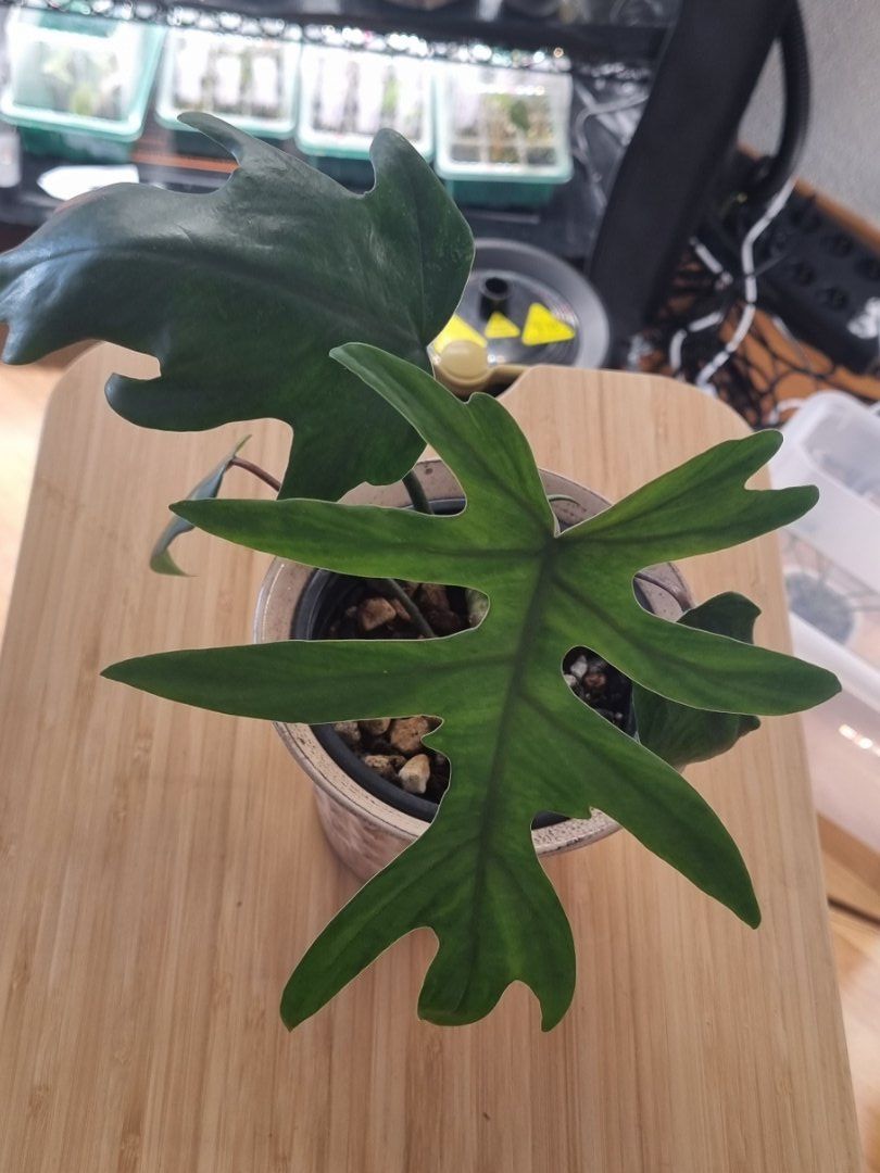 Pflanzen & Samen: 🌿Philodendron Elegans - Größe S-M – Neu und originalverpackt aus Wallenwil von LadyLeaf_Ellis1