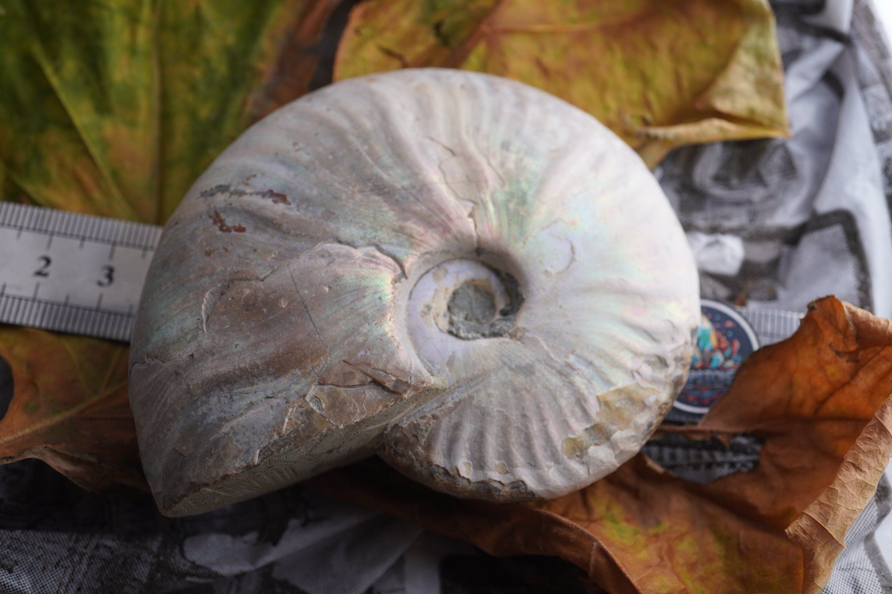 Mineralien & Heilsteine: Ammonit  Opalisiert   Wunderschön  ca  90mm – Neu und originalverpackt aus Eschenbach SG von topstone 1