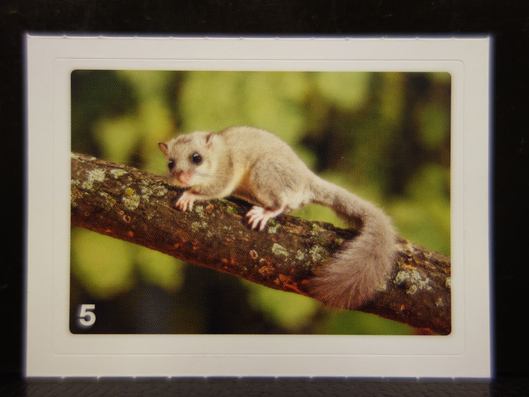 Migros Sammelbilder & Trading cards: MIGROS MANIA Nature Detectives Nr. 5 – Neu und originalverpackt aus Kerzers von djstarsky73
