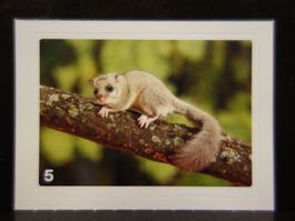 MIGROS MANIA Nature Detectives Nr. 5