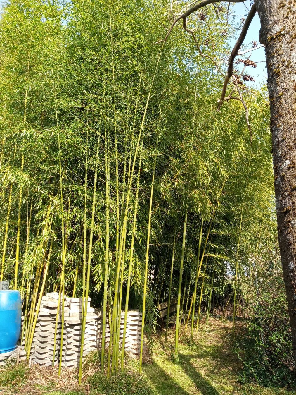 Pflanzen & Samen: Bambous coupés – Neu (gemäss Beschreibung) aus Payerne von Nnay3000