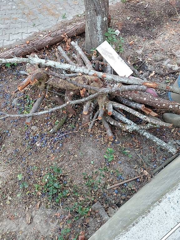 Articles en bois: Holzstücke – D'occasion à Grenchen par cuc_8mdr
