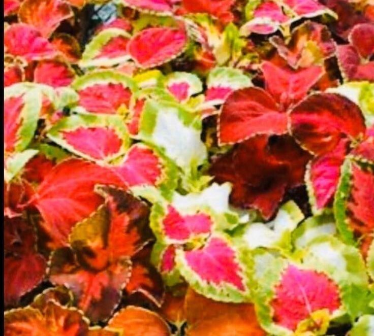 Plantes & graines: 50 SAMEN  VON “RAINBOW COLEUS MIX” – Neuf avec emballage d'origine à Rovio par POSITIFFARTandPLANTS 7