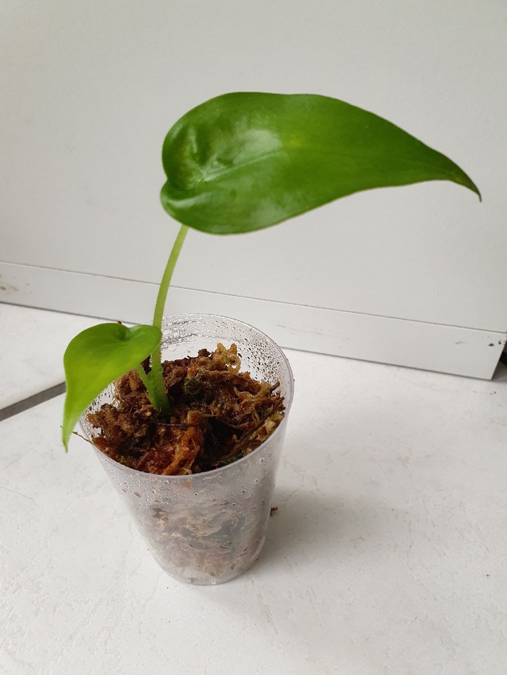Plantes & graines: Alocasia Cucullata – D'occasion à Erlinsbach SO par Lea030