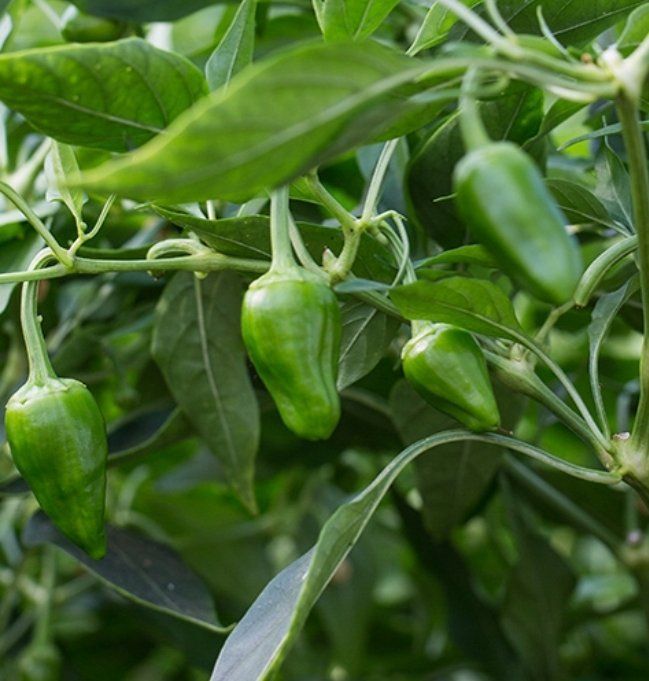 Pflanzen & Samen: 100 SAMEN GRüNE BRATEN PEPERONI – Neu und originalverpackt aus Rovio von POSITIFFARTandPLANTS