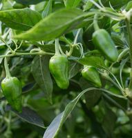 100 SAMEN GRüNE BRATEN PEPERONI