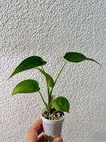 Alocasia Cucullata – young plant 🌱