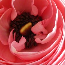Profile image of iggugflower