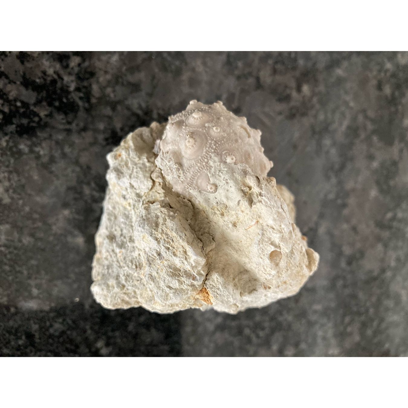 Fossili: Seeigel auf Matrix  - Fossilen  - Versteinerung – Usato da Abtwil AG venduto da Gremlin_gizmo 2