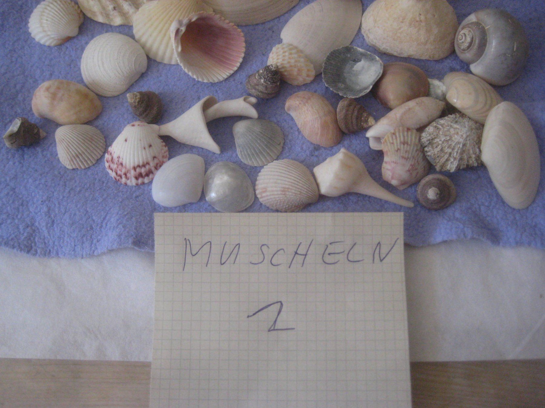 Fossili: GROSSE  MUSCHELN   SAMLUNG – Usato da Uster venduto da flocke1