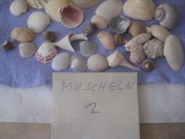 GROSSE  MUSCHELN   SAMLUNG