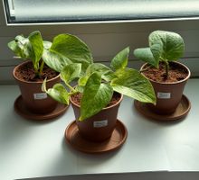 gefleckte Efeutute (Epipremnum)"Marbel Queen"