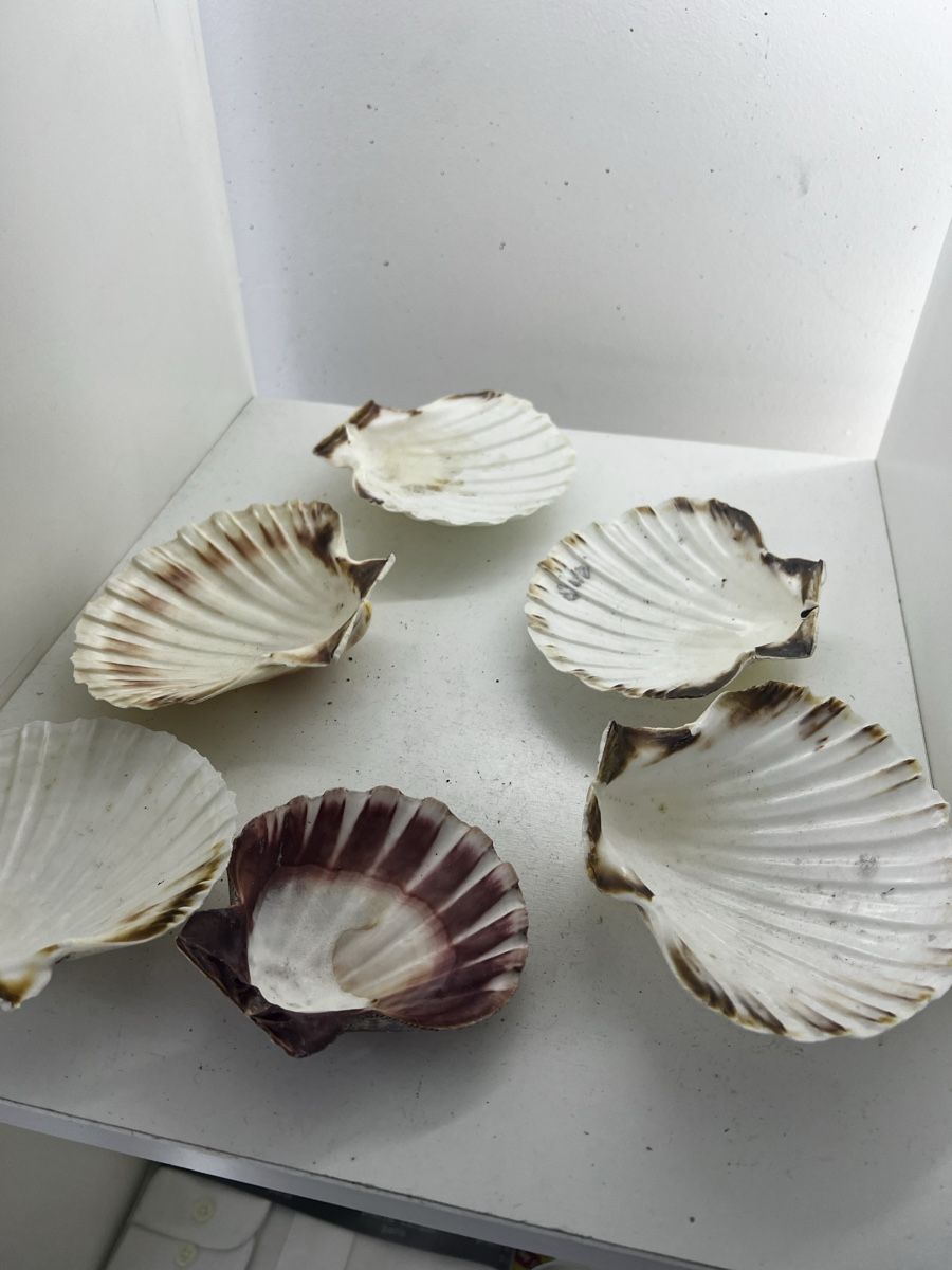 Fossilien: 6 riesige Muscheln – Gebraucht aus Wettingen von NickInc 5