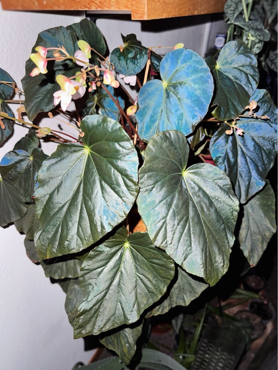 Piante & sementi: Begonia Pavonina #2 – Nuovo (secondo la descrizione) da Bern venduto da plantlover_bern 5