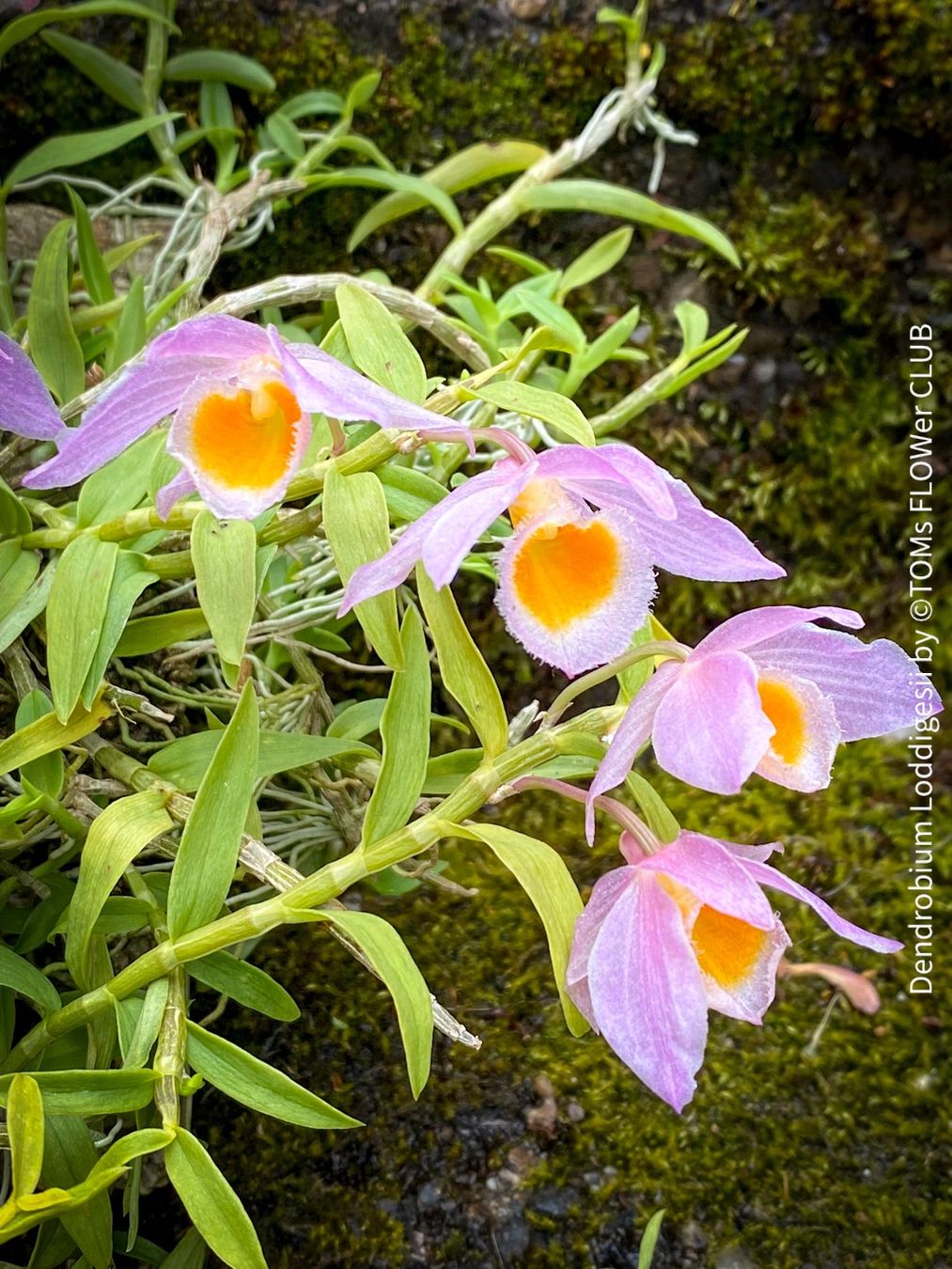Piante & sementi: Dendrobium Loddigesii - bezaubernde Miniatur Orchidee – Nuovo e nell'imballaggio originale da Adliswil venduto da TAKEYOURPLANT 9