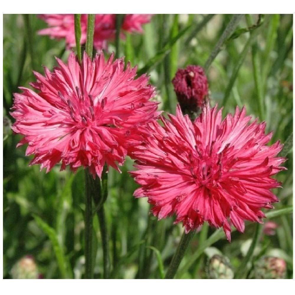 Pflanzen & Samen: 200 Samen Kornblume RED BOY – Neu (gemäss Beschreibung) aus Ehrendingen von VerveinaSamen