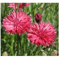 200 Samen Kornblume RED BOY
