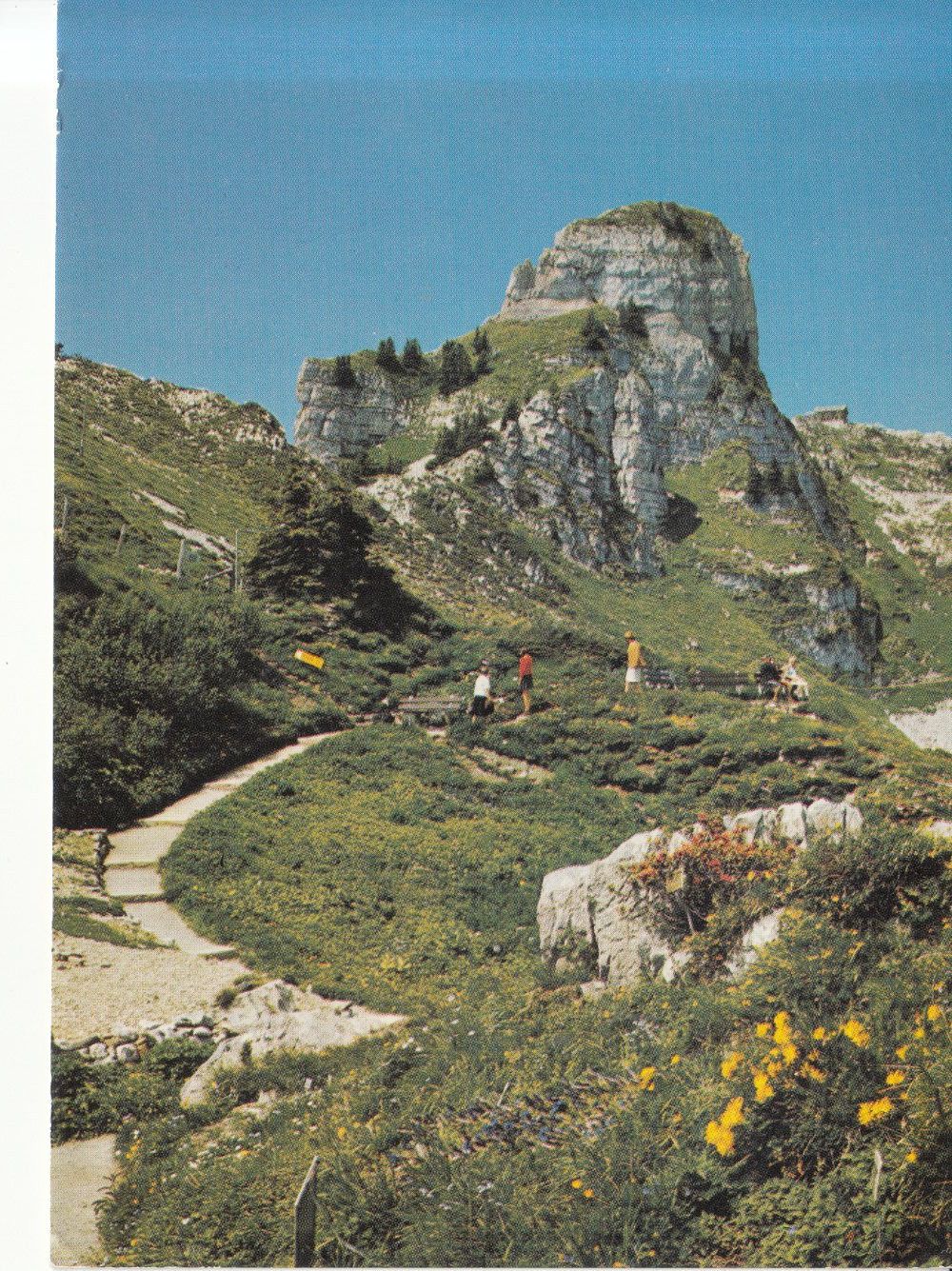Cartoline postali: Schynige Platte Alpengarten 1973 – Usato da Bürglen TG venduto da StampGraf
