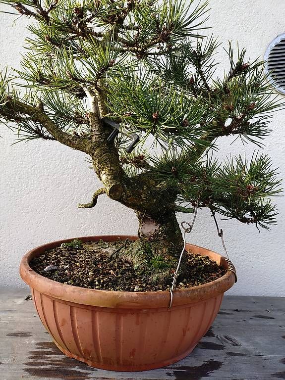 Pflanzen & Samen: Bonsai – Gebraucht aus Walterswil SO von som_jbd7 1