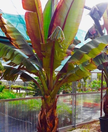 Piante & sementi: 5 SAMEN GRAINES SEMI Schneebananen Palme – Nuovo e nell'imballaggio originale da Rovio venduto da POSITIFFARTandPLANTS 3