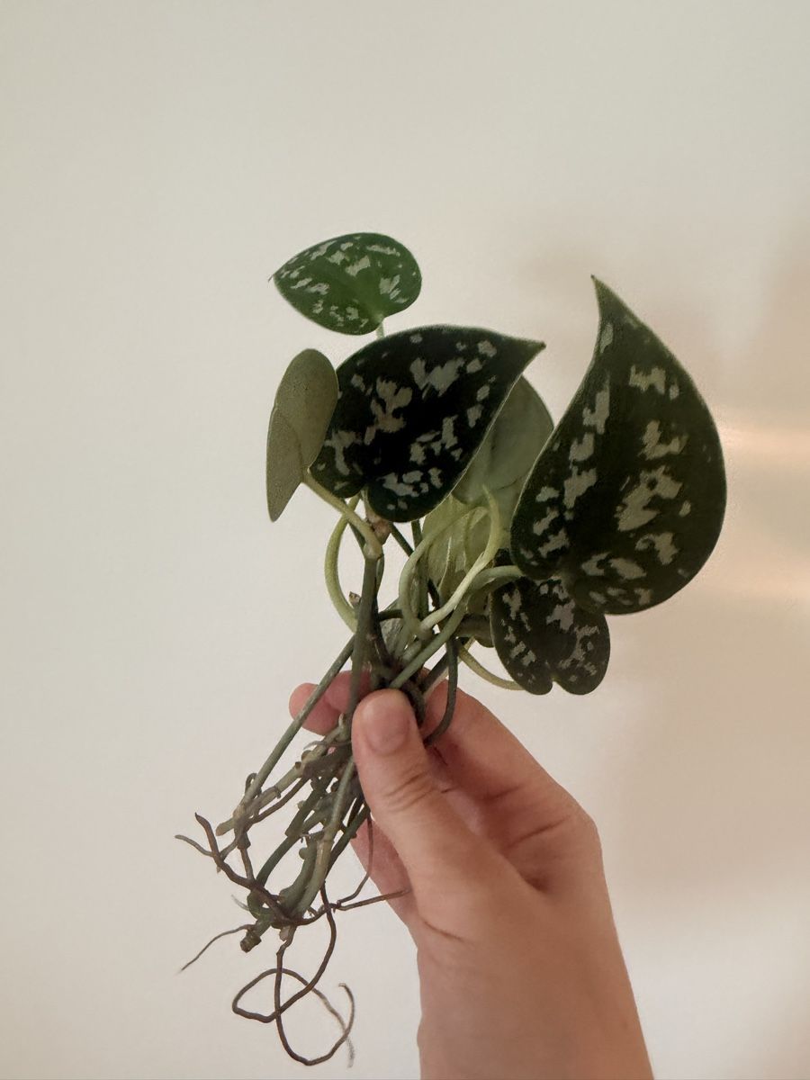 Piante & sementi: Scindapsus pictus cuttings – Nuovo (secondo la descrizione) da Zürich venduto da gom_zxb8 2