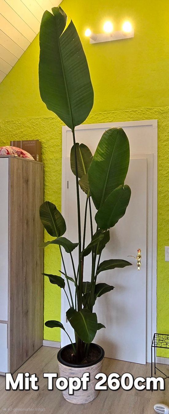 Piante & sementi: Strelitzia – Usato da Aarburg venduto da Glitzerschein