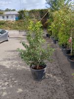 Portugiesische Lorbeeren zu verkaufen 