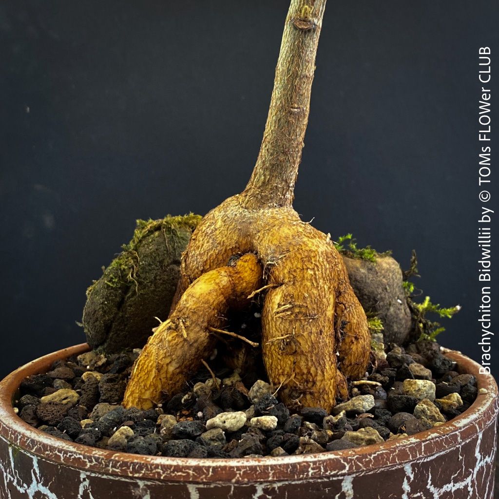 Piante & sementi: Brachychiton Bidwillii - Bonsai Bäumchen - Flaschenbaum – Nuovo e nell'imballaggio originale da Adliswil venduto da astom369 4