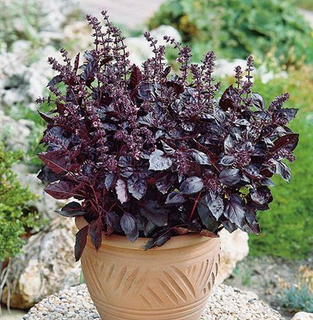Piante & sementi: BASILIKUM Rot ( Ocimum basilicum )/10 Samen / – Nuovo (secondo la descrizione) da Hinteregg venduto da ERFOLG78 2