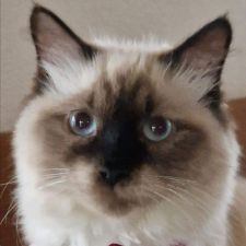 Profile image of fra_ch79