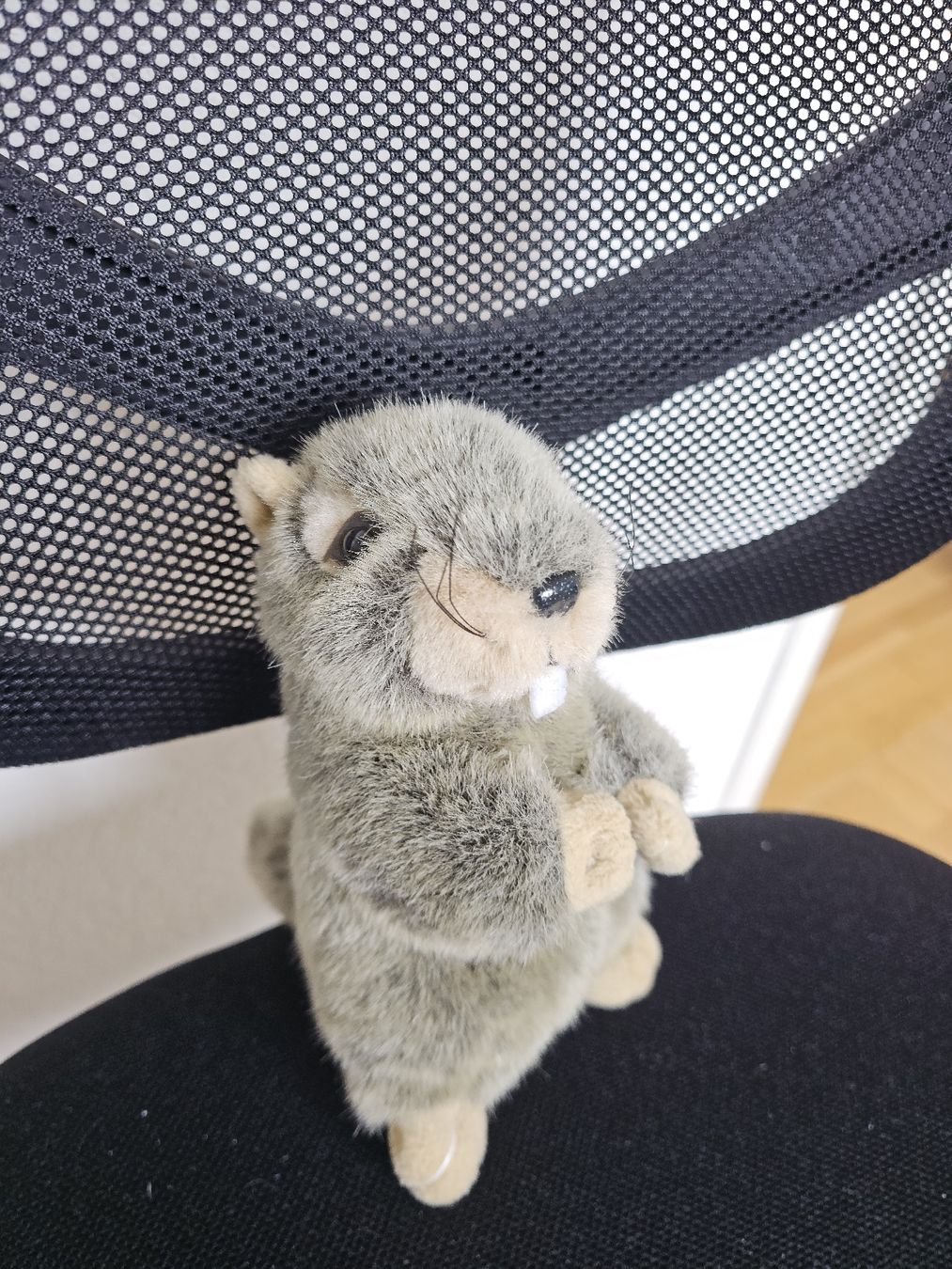 Giocattoli: Peluches animaux – Nuovo (secondo la descrizione) da Forel (Lavaux) venduto da Clelia94 2