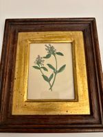 💚Botanische Illustration der Pflanze Kleine Braunelle 💚 CH
