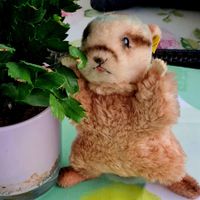 STEIFF MURMELI ,kleiner Silberknopf ca. 60/70er jahre