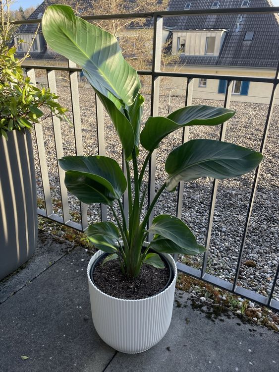 Strelitzie Kaufen auf Ricardo