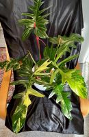 Philodendron Hybrid Variegata : «Florida Beauty x Mayoi"