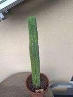 Echinopsis Pachanoi