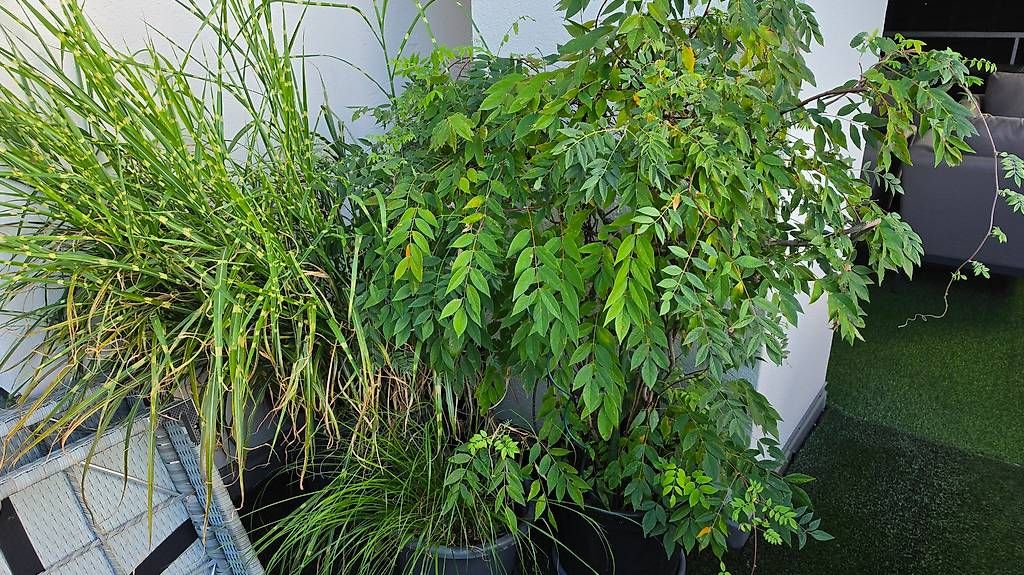 Plantes & graines: Pflanzen  – D'occasion à Wald ZH par Lodenzeus 3