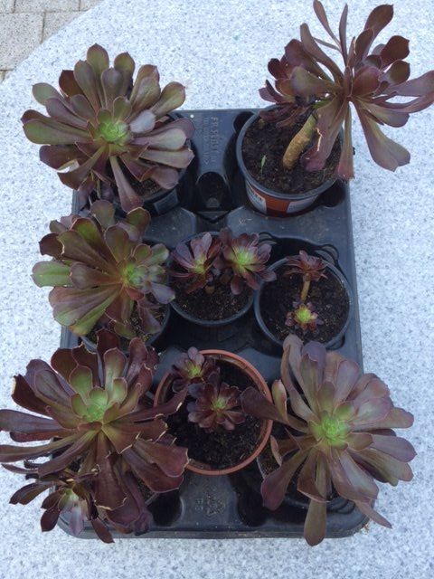 Piante & sementi: Aeonium arboreum purpurum – Nuovo (secondo la descrizione) da Vinelz venduto da Wellensittich55 6