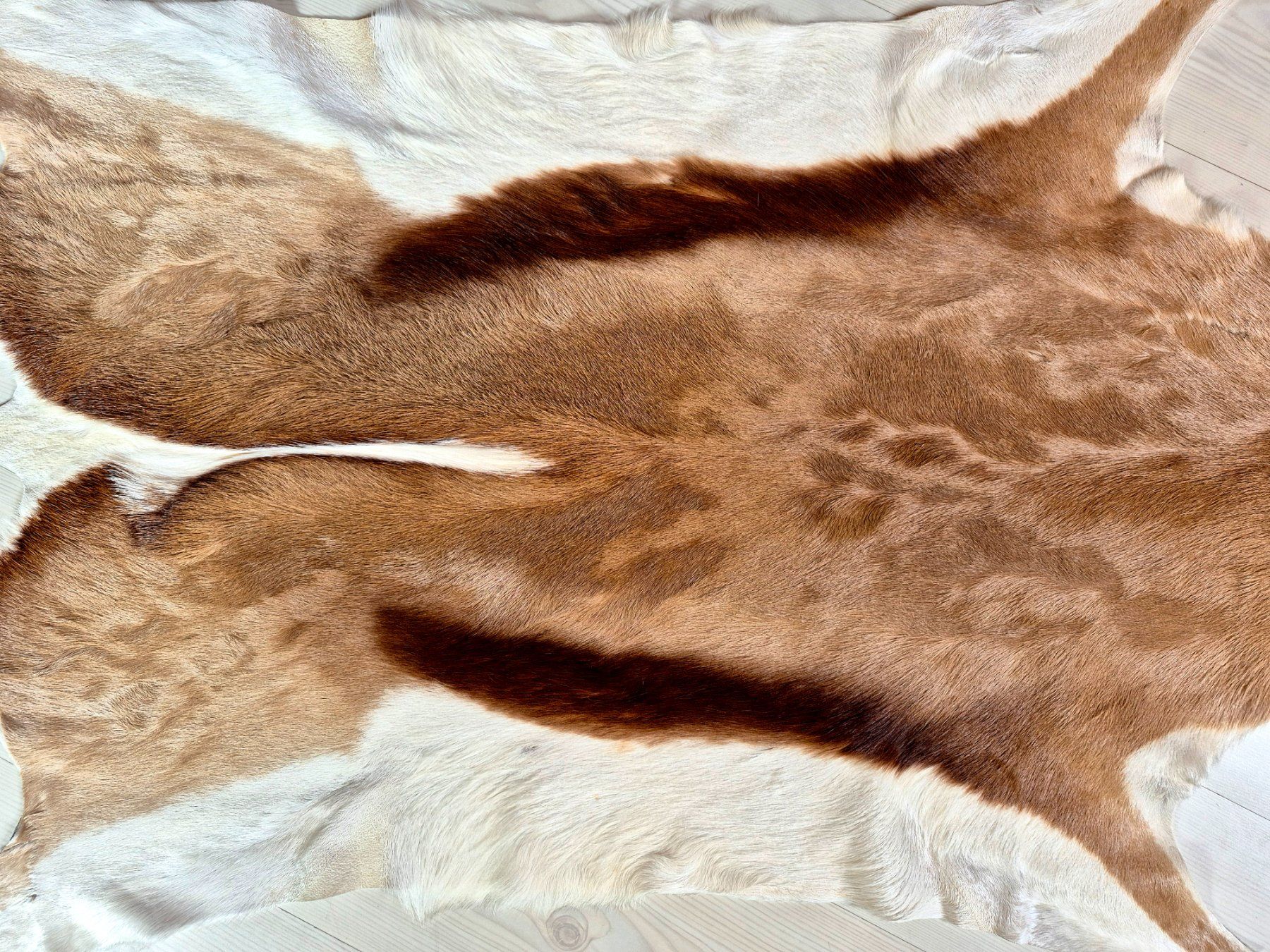 Il mondo degli animali: Peau d'antilope springbock / Springbockfell Antilope – Usato da Treyvaux venduto da Kbh2000 4