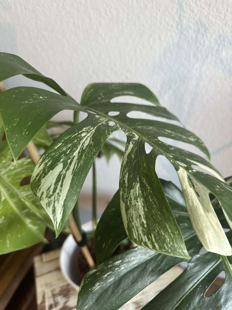 Ab 1.- ! Monstera Deliciosa Variegata - Zimmerpflanze (Gebraucht) in Rti  ZH fr CHF 20  nur Abholung auf Ricardo kaufen