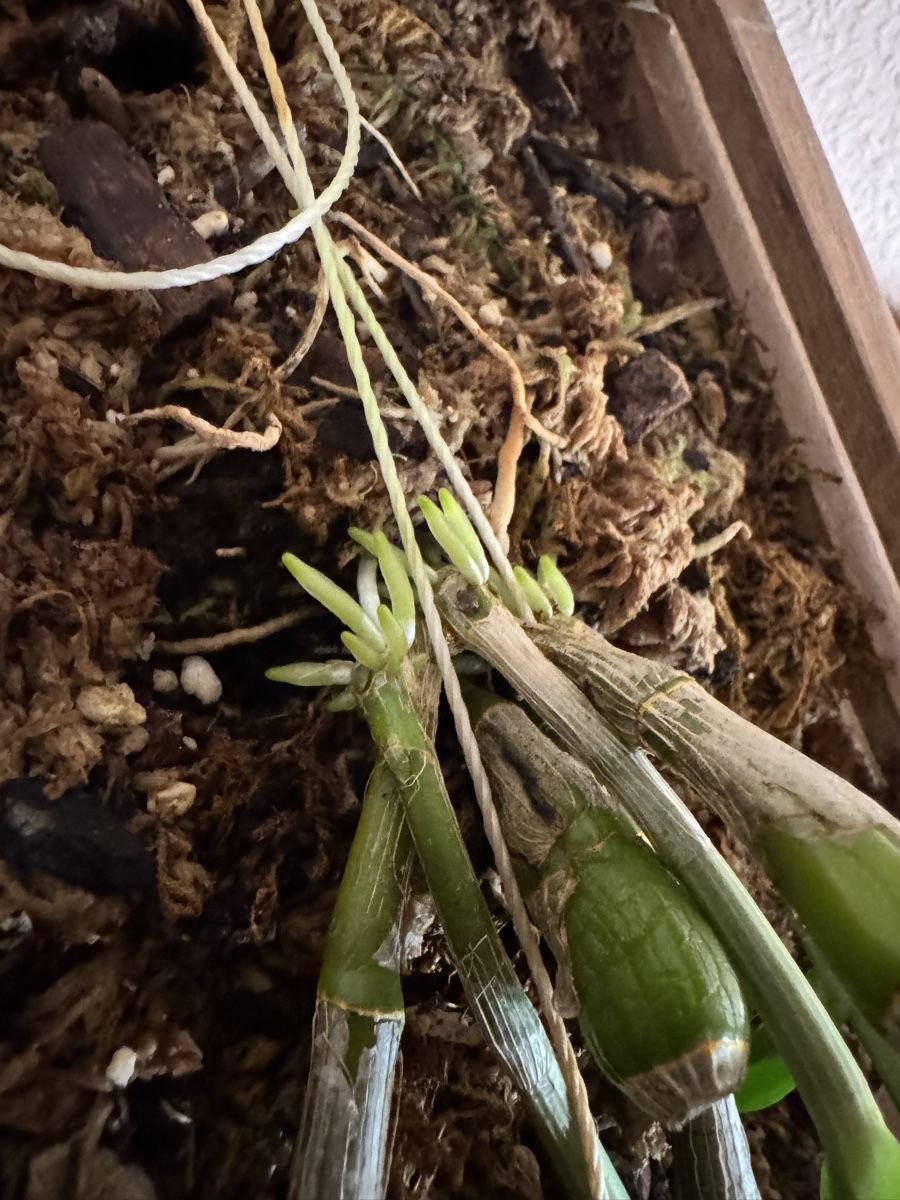 Piante & sementi: Dendrobium – Usato da Männedorf venduto da mrclst 9