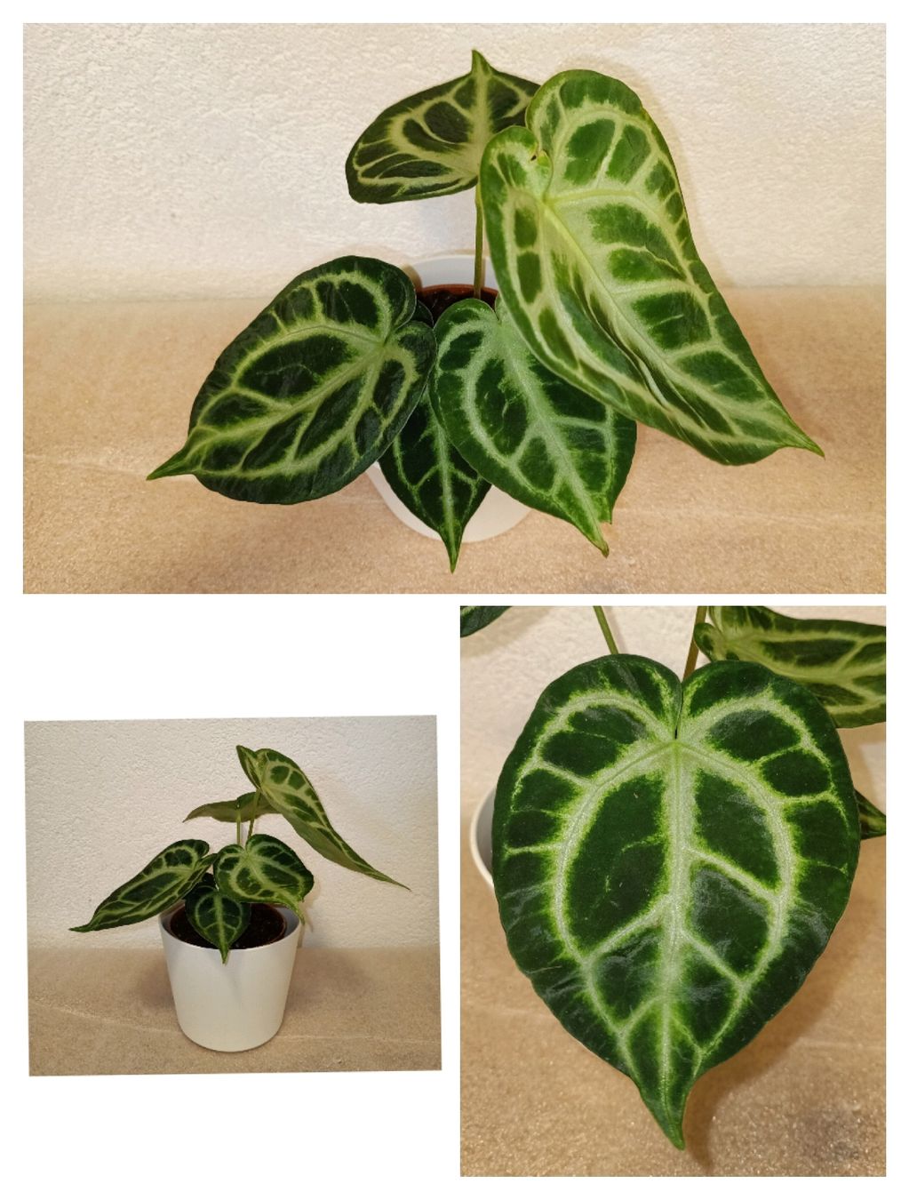 Piante & sementi: Anthurium Silver Blush – Nuovo (secondo la descrizione) da schöftland venduto da UniquePlants